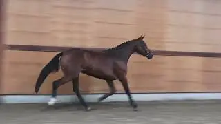 Bofkont Z (gaits)