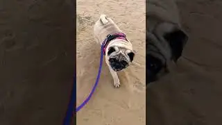 #simba #pug #life #dog #trending #cartoon #bhoot_video #anayavideo #ghoda #tractor #pet #care #love