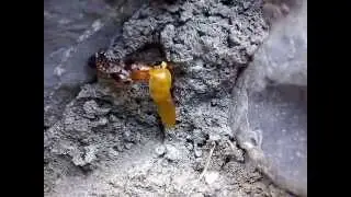 ladybug metamorphosis