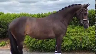 Sportpony For Sale: Holiday