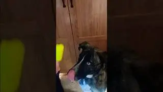 Anyone Else Have a Dog Who Loves Lemon-Lime Popsicles?