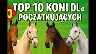 TOP 10 ras koni idealnych dla początkujących.