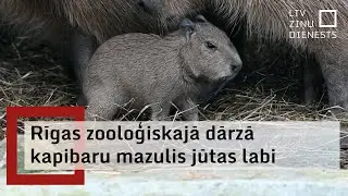 Rīgas zoodārzā piedzimis kapibaru mazulis