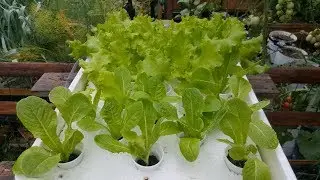 lattuga insalata idroponica - da seme a piantina