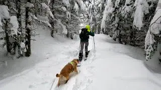 Split-Boarding With Dog on the Deepest Snow of the Year - Storm Week Continues