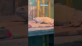 Green Iguana at Katraj Zoo, Pune | Rajiv Gandhi Zoological Park || UnitedJoy