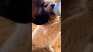 Pawsitive Vibes Only