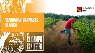 Vendimiar Garnacha Blanca