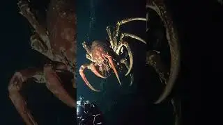 ''If This Scares You, You Have Thalassophobia'' #thalassophobia  #oceanhorror #deepsea #underwater