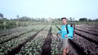 SPRAYING MUSTARD PLANTS IN THE TIDAL LAND OF KALIMANTAN TRANSMIGRATION