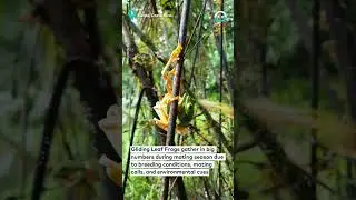 Frog Breeding Event || ViralHog