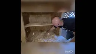 WE GIT CHICKENS - Chicken Coop Build
