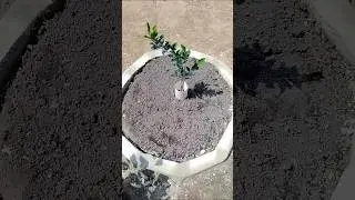 Cercado feito de tijolo  para pomar citrus