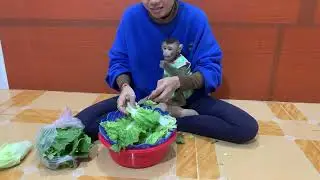 Cute baby monkey ROJO doing funny movement eating fruits and watching mom prepared vegetables