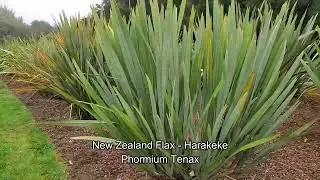 Phormium Tenax Intro