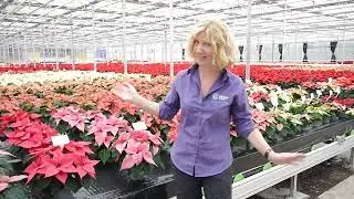 Poinsettia Looking Good Video 4th November 2024