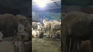 খাসির বিকৃতির দোকান,Saudi Goat Khasi Distortion Shop,🐐head preparation,#viral #shorts