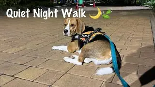 Beagle's Last Walk of the Day 🐶🌙