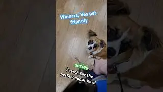 Lunas second trip to winners #puppy #dog #perfectsugarbowl #petfriendlystore#youtubepuppy #winners