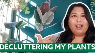 Marie Kondo - ing my Houseplants: getting rid of plants that no longer sparks joy