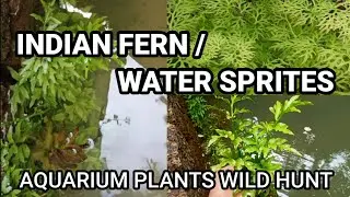 WATER SPRITE / INDIAN FERN WILD HUNT. #Aquariumplants #Aquascaping #Lowtechplants. Native plants.