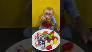 Baby Monkey Eats Candy Balls and Chocolate