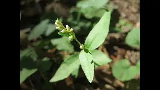 Garden Answer: Persicaria Hydropiper