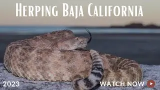 Herping Baja California Norte