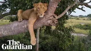 Researchers capture drone footage of African 'tree lions' in conservation study