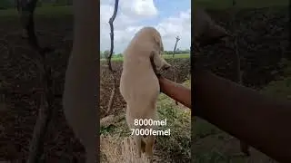 labradorgolden mO. 8866341257 contact