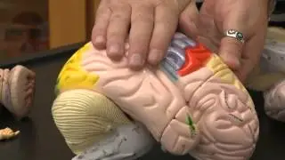 Brain Models