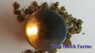 Tree Hawk Farms Northwest Pineapple legal weed cannabis 420 Diablo Review