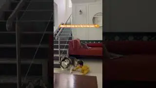 Husky bonding with baby sis #ytshorts #doglover #cute #trendingshorts #baby