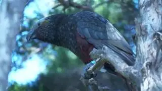 Kākā at Orokonui
