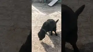 Dog Jenny pooping and peeing on command