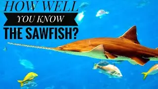 Sawfish || Description, Characteristics and Facts!