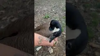 Канадские казарки &mdash; самые миролюбивые птицы! ДОКАЖИ, ЧТО Я НЕ ПРАВ PT-10 #опасно #гусь #смешно