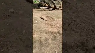 Groundhog Digging