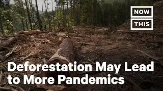 How Deforestation Could Lead to More Pandemics | NowThis Earth