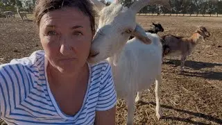 When the Heat Hits Hard | Life at the Sanctuary During a Heatwave