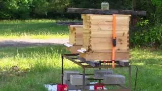 Bees coming home after a hard day
