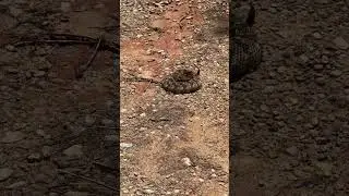 Rattlesnake coiled and ready to strike