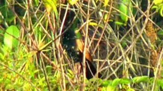 Coucal, Lesser - Centropus bengalensis