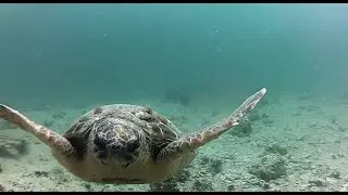 Underwater live cam - Adriatic sea, Šibenik, Croatia