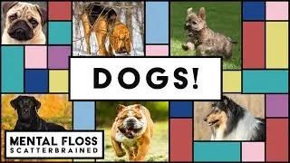 Dogs Can Smell Fear! And Other Dog Facts - Mental Floss Scatterbrained | Mental Floss