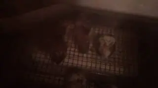 Quail hatching 2017