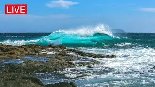 🌷 24/7 Relaxing Music - Ocean Waves - Seagulls - Healing, Sleep Music, Stress Relief, Spa, Relax