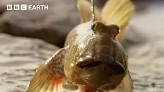 This Fish Walks On LAND! 😱 | Asia Fun Facts | BBC Earth Kids