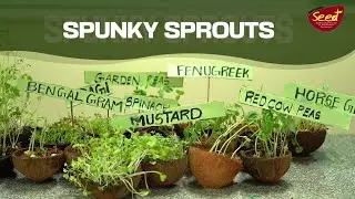 Spunky Sprouts 🌱 Tiny Seeds. Big Energy &ndash; Seed Club Activity