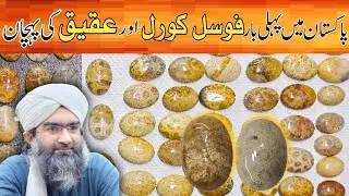 Natural Fossil Coral Stone | Flower Stone | Very Rare Gemstone | असली मूंगा पत्थर | Humayun Zafar